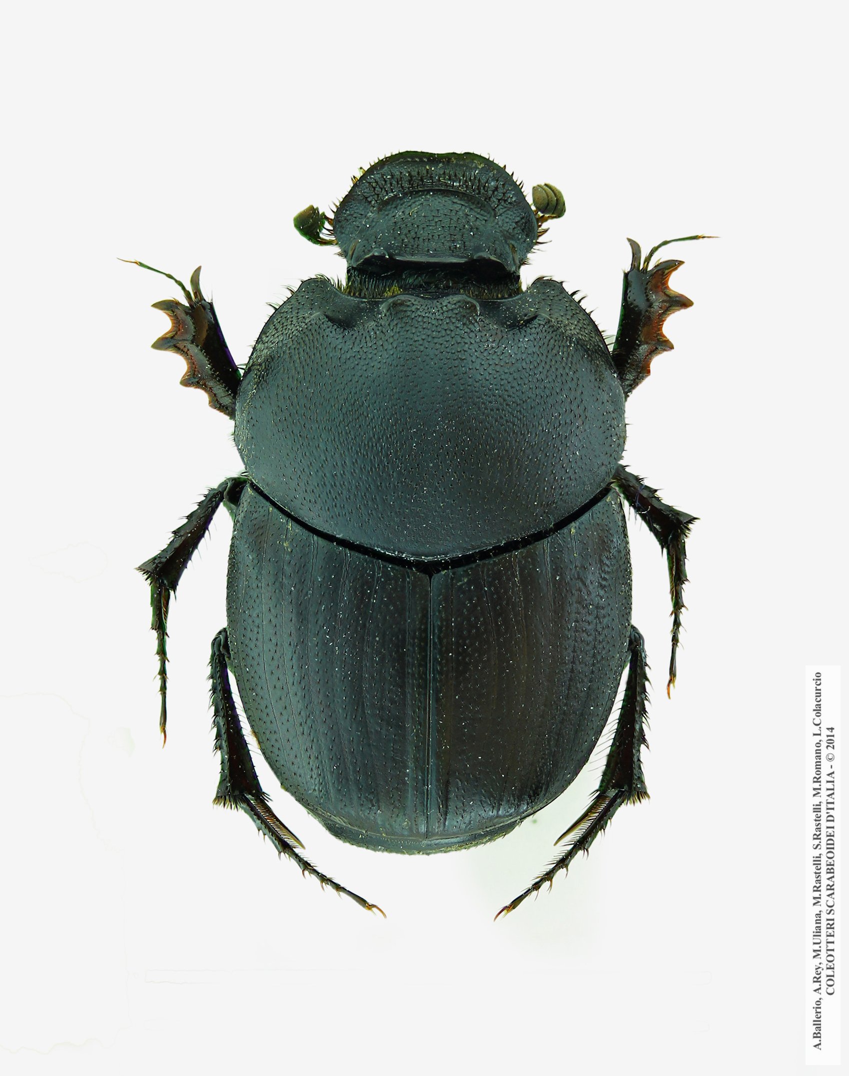 Onthophagus vitulus